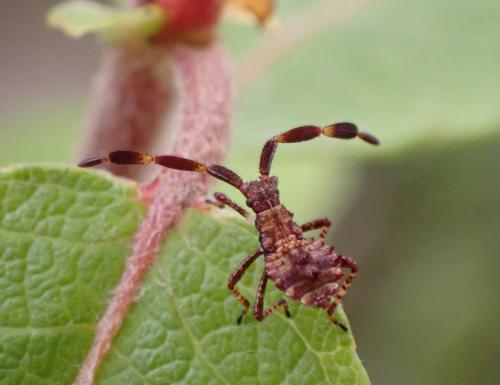 Réf. 287 163 : Coreus marginatus